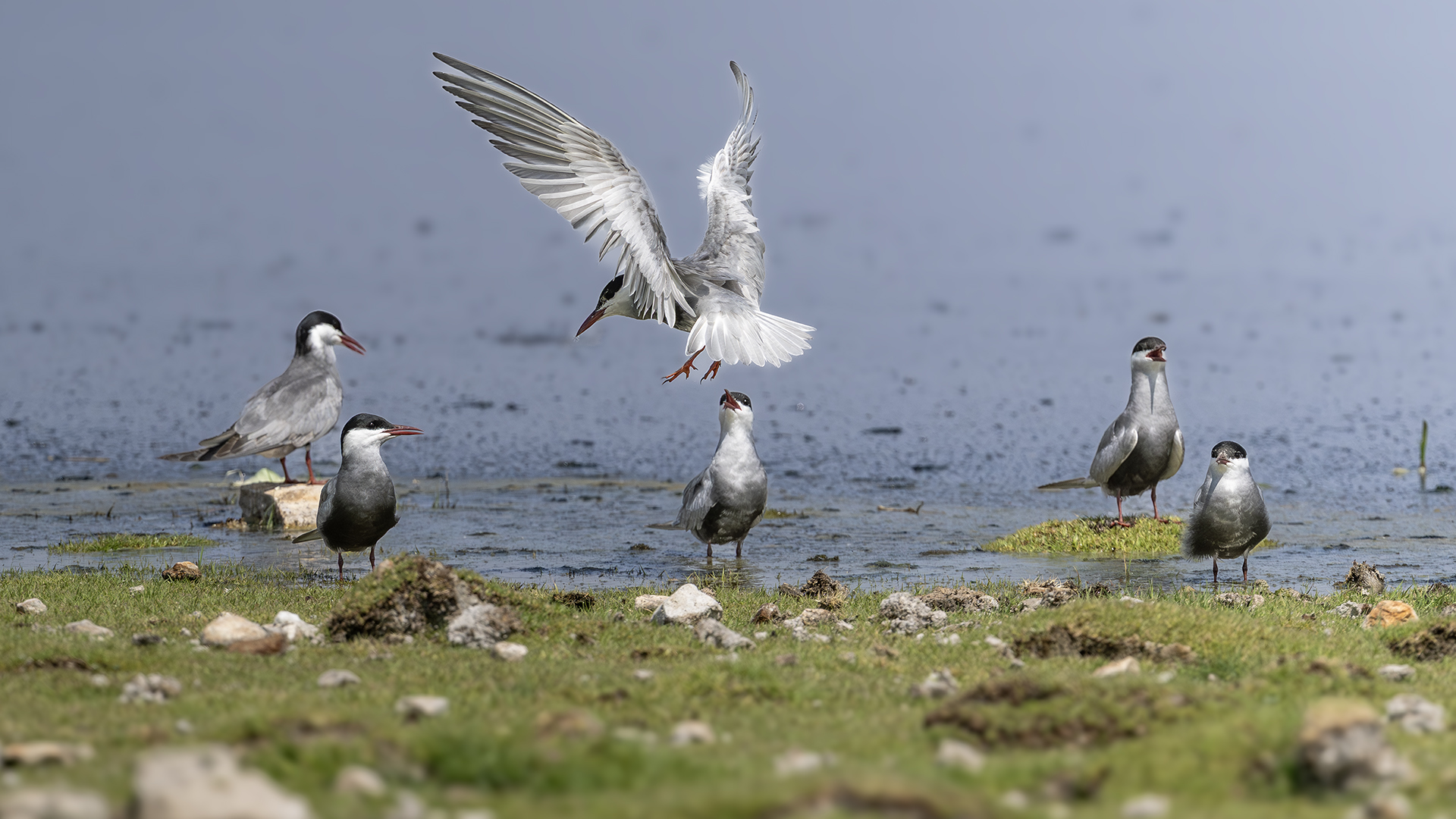 Whiskered Tern